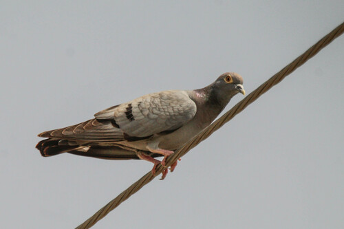 Yellow-eyed Pigeon (Columba eversmanni), photo 6