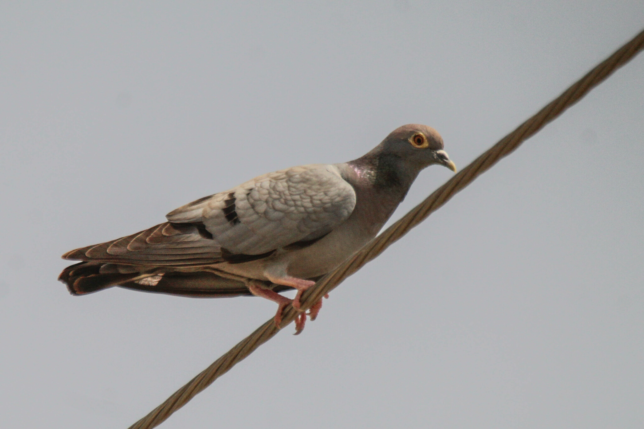 Yellow-eyed Pigeon