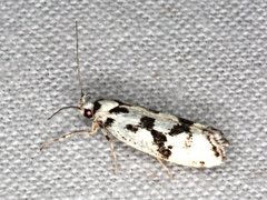 Lichenaula calligrapha