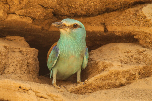European Roller