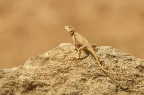 Steppe Agama
