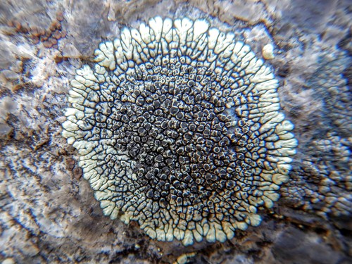 Golden Moonglow Lichen