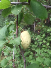 Prunus subcordata