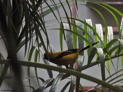 Icterus nigrogularis