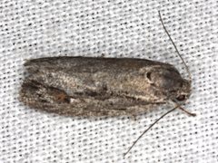 Agriophara leptosemela