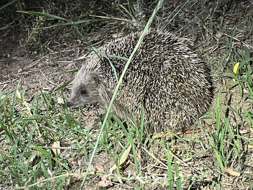 Amur Hedgehog