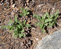 Polemonium californicum