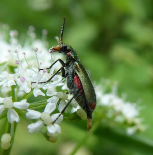 Common Malachite-beetle, Udenhout, Netherlands, photo 5 of 10