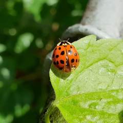 Hesperomyces virescens