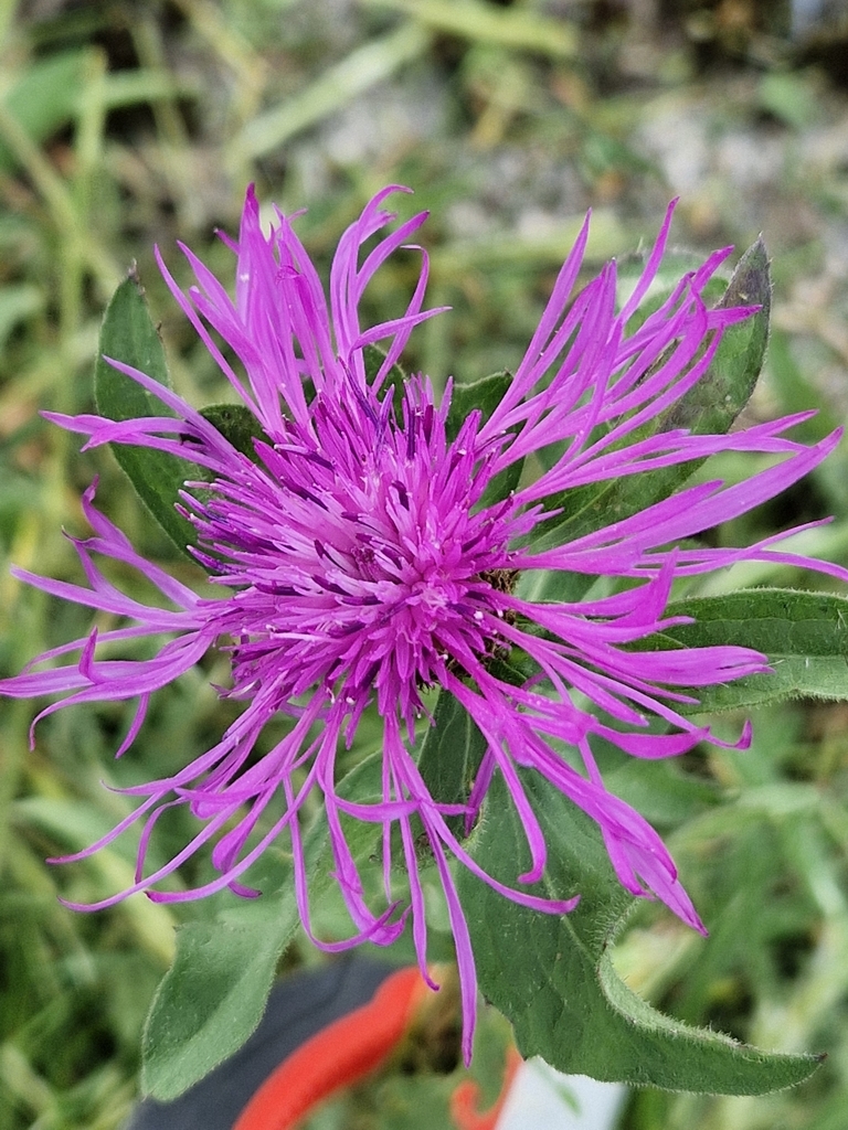 black knapweed from Rochdale OL11 2LY, UK on June 19, 2024 at 11:01 AM ...