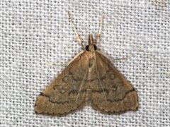 Metasia dicealis