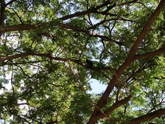 Chondrohierax uncinatus