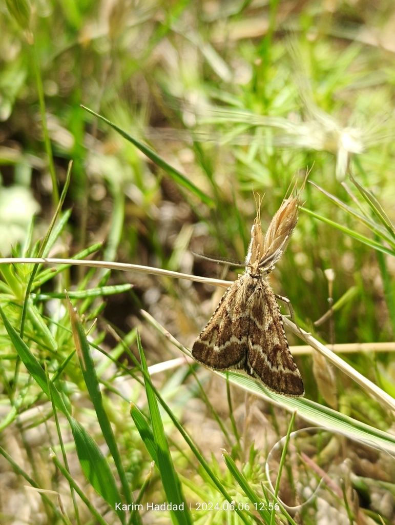 Synaphe morbidalis