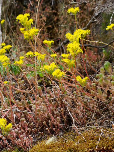 Rock Stonecrop