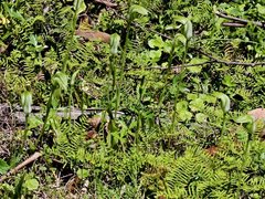 Pterostylis monticola