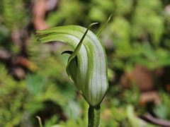 Pterostylis monticola