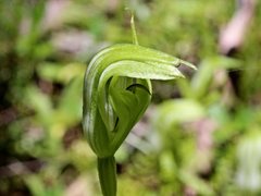 Pterostylis monticola