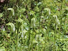 Pterostylis monticola