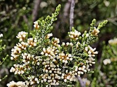 Ozothamnus hookeri