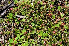 Gonocarpus micranthus