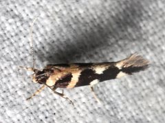 Macrobathra bigerella