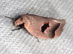 Acanthodela erythrosema