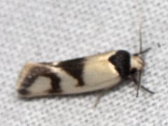 Antipterna trilicella