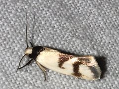 Antipterna trilicella