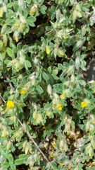 Acmispon brachycarpus