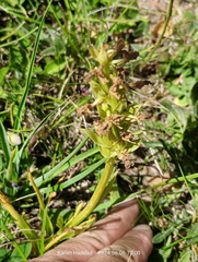Natal orchid (Orchis natalis)