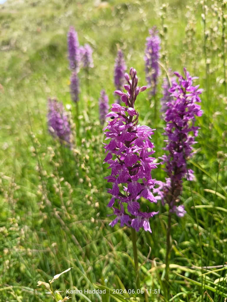 Dactylorhiza elata