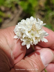 Armeria alliacea