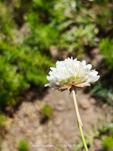 Armeria alliacea, photograph 1