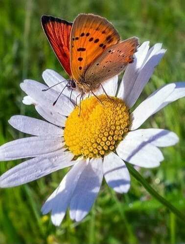 Scarce Copper photo 2