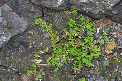 Crassula mataikona