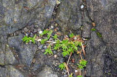Crassula mataikona