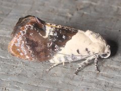 Hypertropha chlaenota