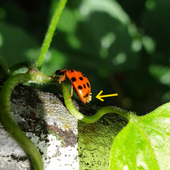Hesperomyces virescens