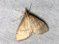 Metasia dicealis