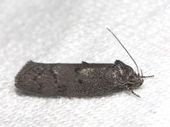 Ericrypsina chorodoxa