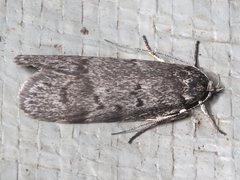 Ericrypsina chorodoxa