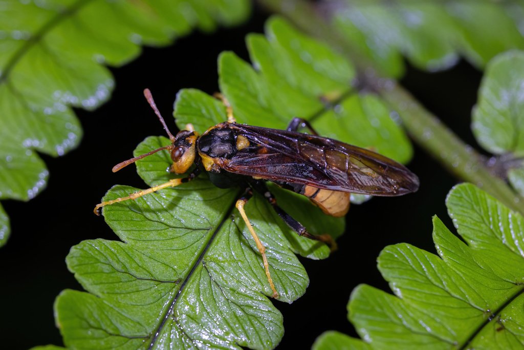 Cimbicinae from 中国云南省昭通市彝良县 on June 7, 2024 at 03:57 PM by Yishen ...