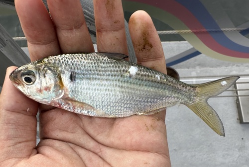 Japanese gizzard shad (Nematalosa japonica) — Clupeidae — 4