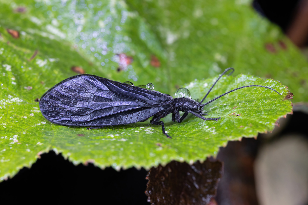 Sialis jiyuni