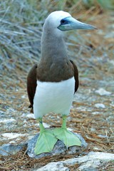 Sula leucogaster brewsteri