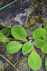 Craspedia uniflora maritima