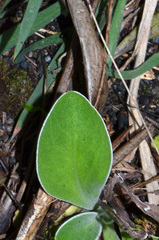 Craspedia uniflora maritima