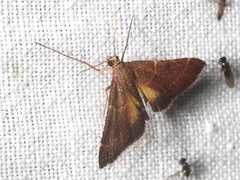 Persicoptera aglaopa