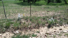 Penstemon guadalupensis