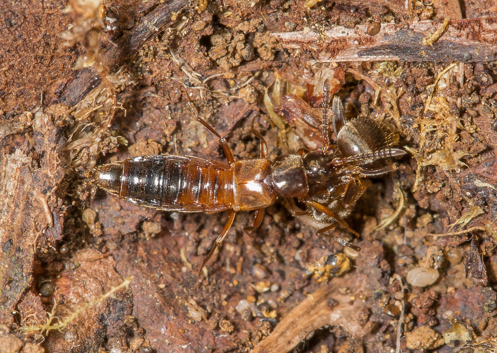 Pella limbata